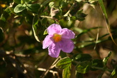 Enlarge photo 247