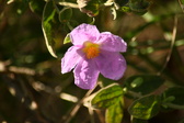 Enlarge photo 248