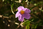 Enlarge photo 249