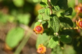 Enlarge photo 250