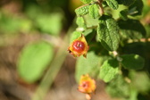 Enlarge photo 252