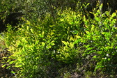 Enlarge photo 256