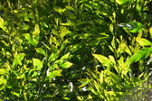Enlarge photo 257