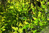 Enlarge photo 258