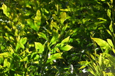 Enlarge photo 260