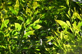 Enlarge photo 261
