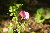 Enlarge photo 262