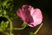 Enlarge photo 263