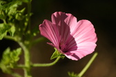 Enlarge photo 264