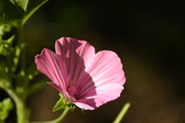 Enlarge photo 265