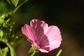 Enlarge photo 266