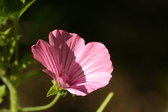 Enlarge photo 267