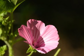 Enlarge photo 268