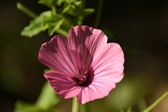 Enlarge photo 269