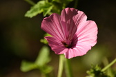 Enlarge photo 270