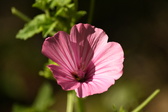 Enlarge photo 271