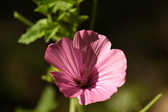 Enlarge photo 272