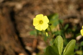 Enlarge photo 273