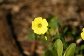 Enlarge photo 274