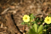 Enlarge photo 275