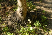 Enlarge photo 285