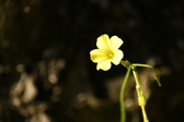 Enlarge photo 291