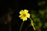 Enlarge photo 295