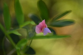 Enlarge photo 307
