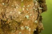 Enlarge photo 312