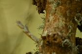 Enlarge photo 319