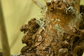 Enlarge photo 320