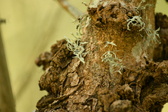 Enlarge photo 321