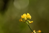 Enlarge photo 325