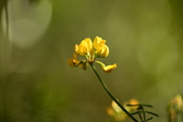 Enlarge photo 327