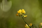 Enlarge photo 328
