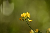 Enlarge photo 330