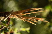 Enlarge photo 332