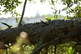 Enlarge photo 337