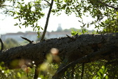 Enlarge photo 340