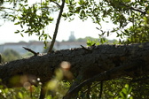 Enlarge photo 341