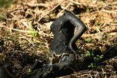 Enlarge photo 347