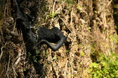 Enlarge photo 350