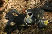 Enlarge photo 353
