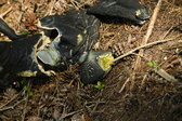Enlarge photo 355