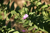 Enlarge photo 356