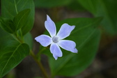 Enlarge photo 372