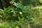 Enlarge photo 399