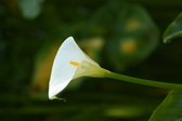 Enlarge photo 400