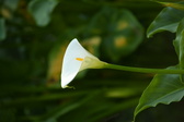 Enlarge photo 401
