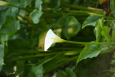 Enlarge photo 402